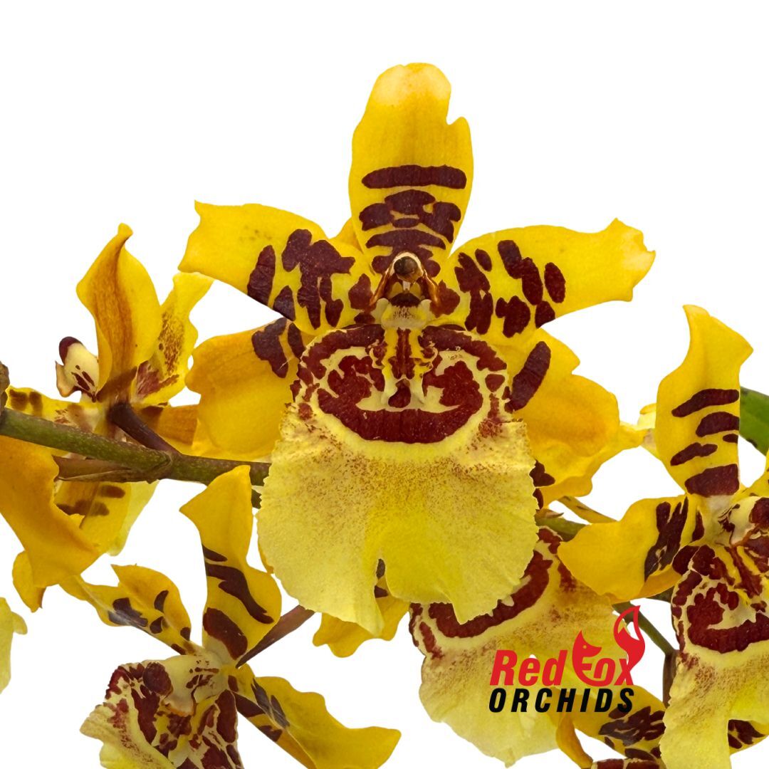 Colmanara Cheeta 'Silver'