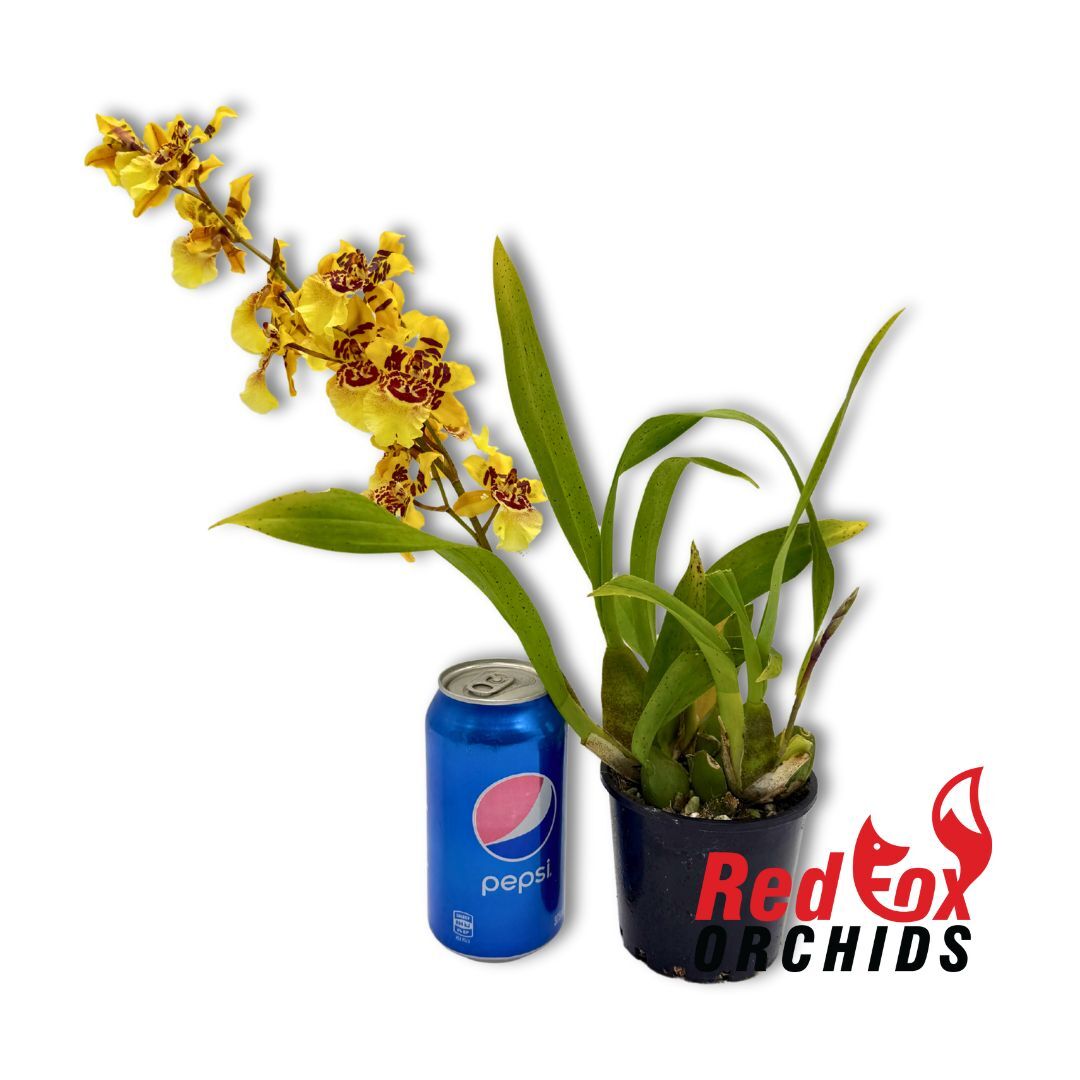 Colmanara Cheeta 'Silver'