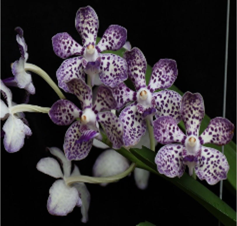 Vanda Mimi Palmer x tessellata