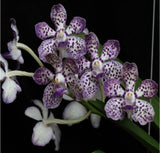 Vanda Mimi Palmer x tessellata