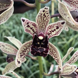 Cymbidium Funky Devon 'Gerard'