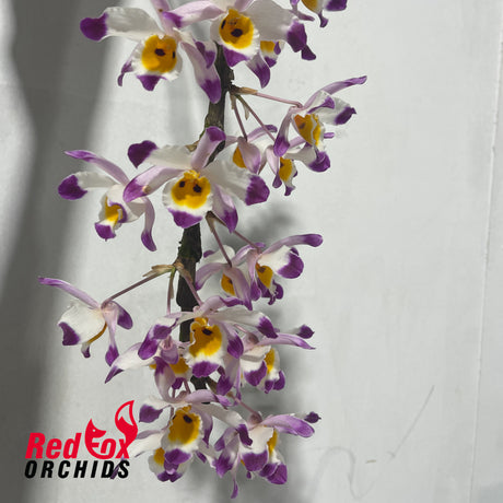 Dendrobium wardianum x pendulum