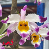 Dendrobium wardianum x pendulum