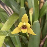 Maxillaria variabilis
