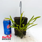 Maxillaria variabilis