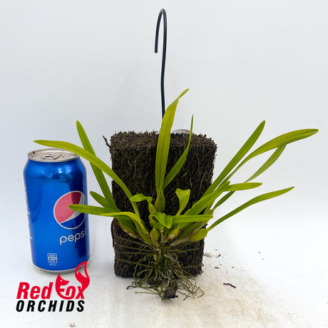 Maxillaria variabilis