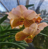 Vanda Two Tone