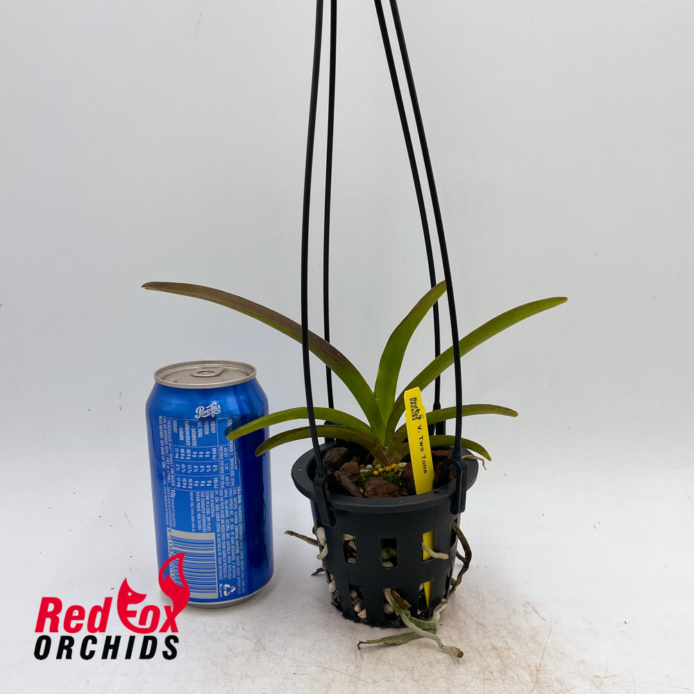Vanda Two Tone