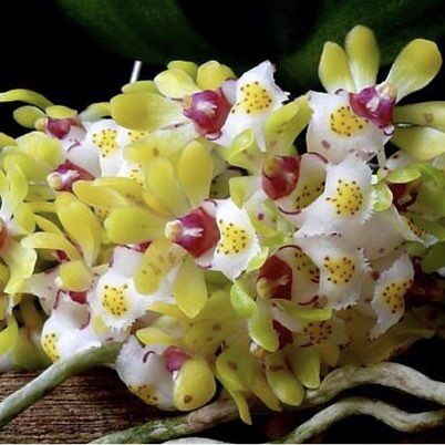 Gastrochilus japonicus
