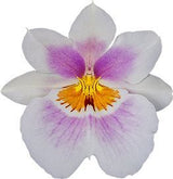 Miltoniopsis Darling Blossom