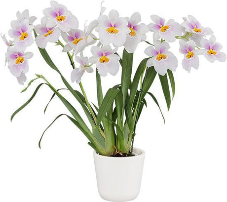 Miltoniopsis Darling Blossom