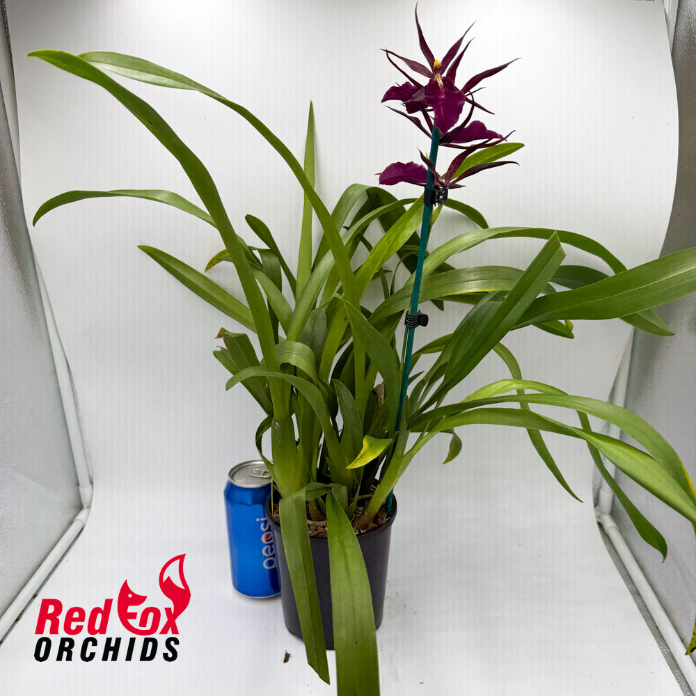 Miltassia Royal Robe