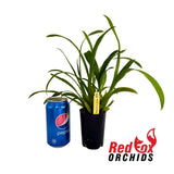 Miltassia Royal Robe