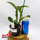 Laeliocattleya Jiera Doll x Varut Startrack