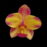 Spathoglottis orchid - Spathoglottis Fancy Peach
