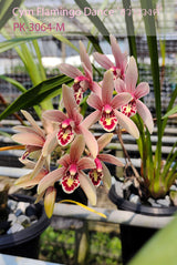 Cymbidium Flamingo Dance 'Wong-Swang'