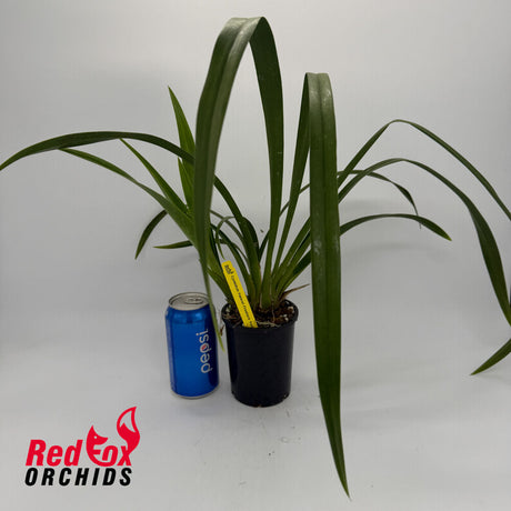 Cymbidium Pakkret Firestorm 'Fortissimo' 4n