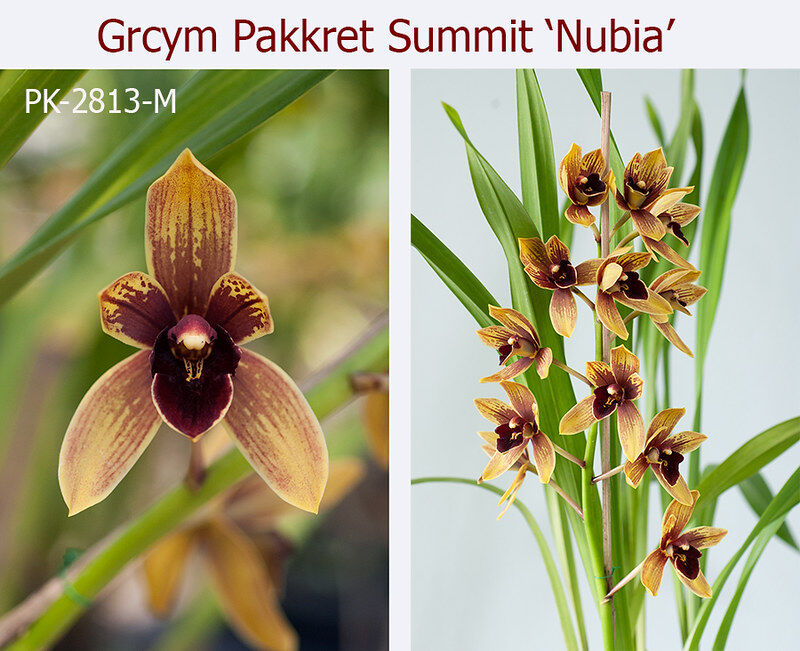 Grammatocymbidium Pakkret Summit 'Nubia'