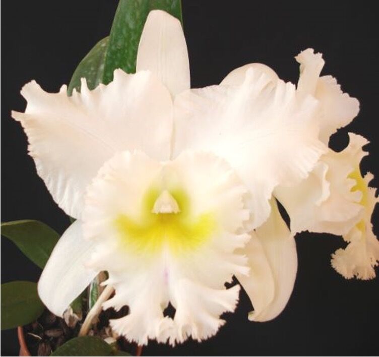 Rhyncholaeliocattleya Pastoral 'Innocence'