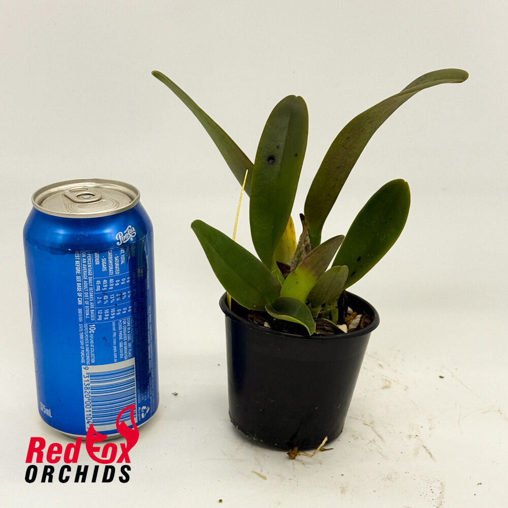 Rhyncholaeliocattleya Pastoral 'Innocence'