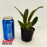 Rhyncholaeliocattleya Pastoral 'Innocence'