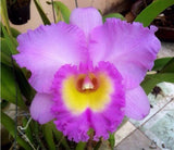Rhyncholaeliocattleya Mahina Yahiro