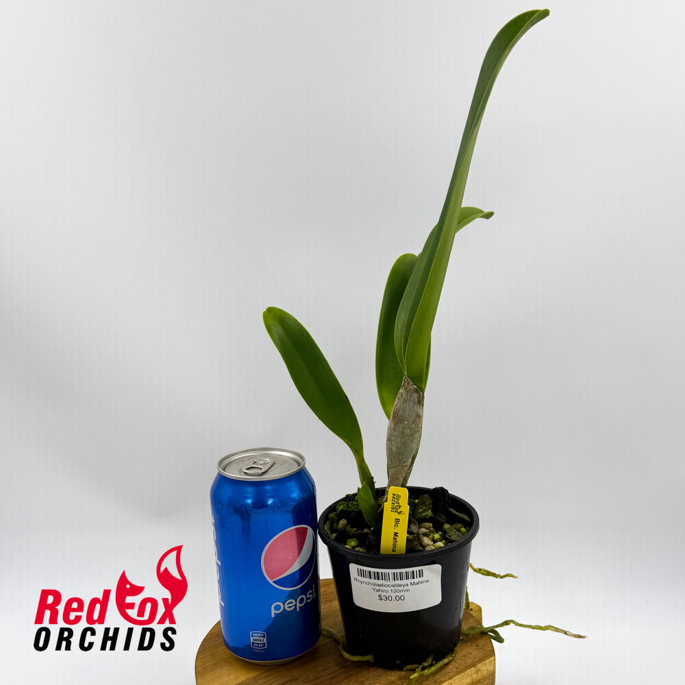 Rhyncholaeliocattleya Mahina Yahiro