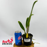 Rhyncholaeliocattleya Mahina Yahiro