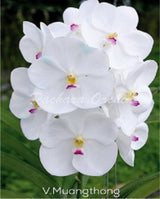 Vanda Muang Thong