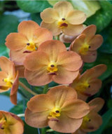 Vanda Suksamran Gold x Vanda Yellow