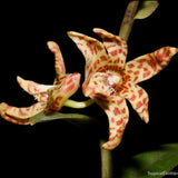 Dendrobium insigne