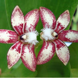 Dendrobium vandoides