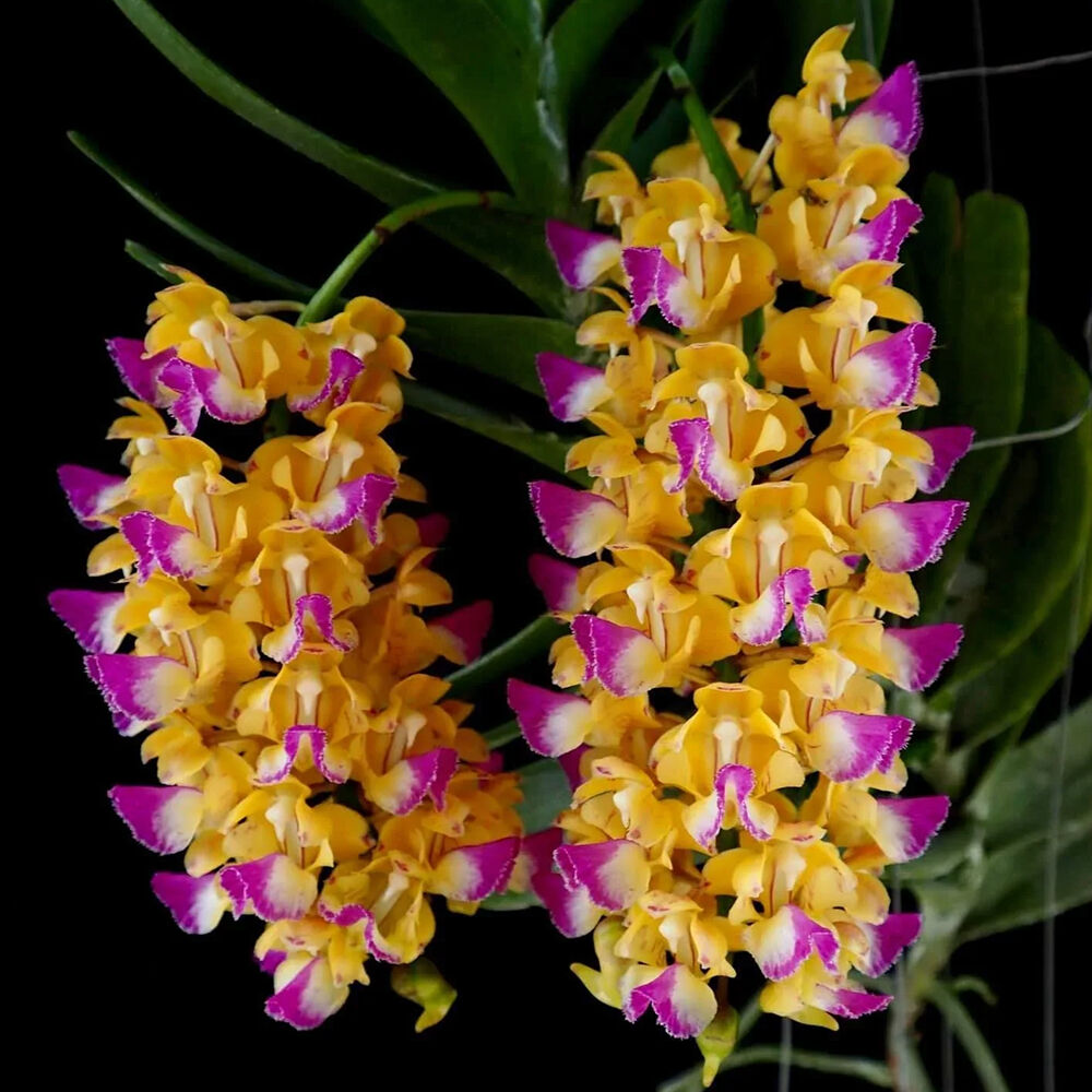 Aerides houlletiana