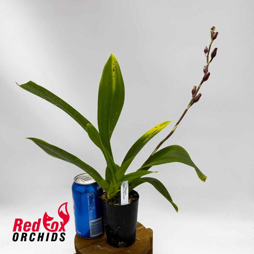 Wilsonara Pearberry 'Eye Candy'