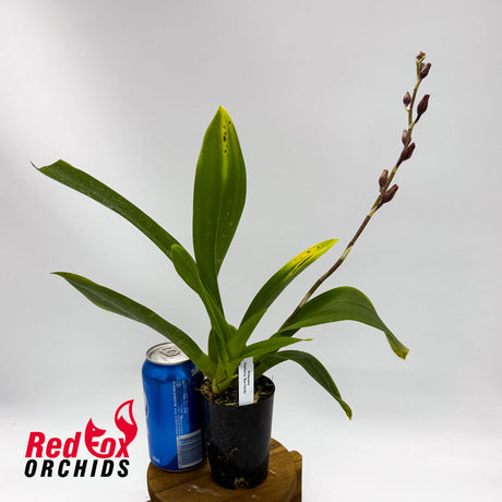 Wilsonara Pearberry 'Eye Candy'