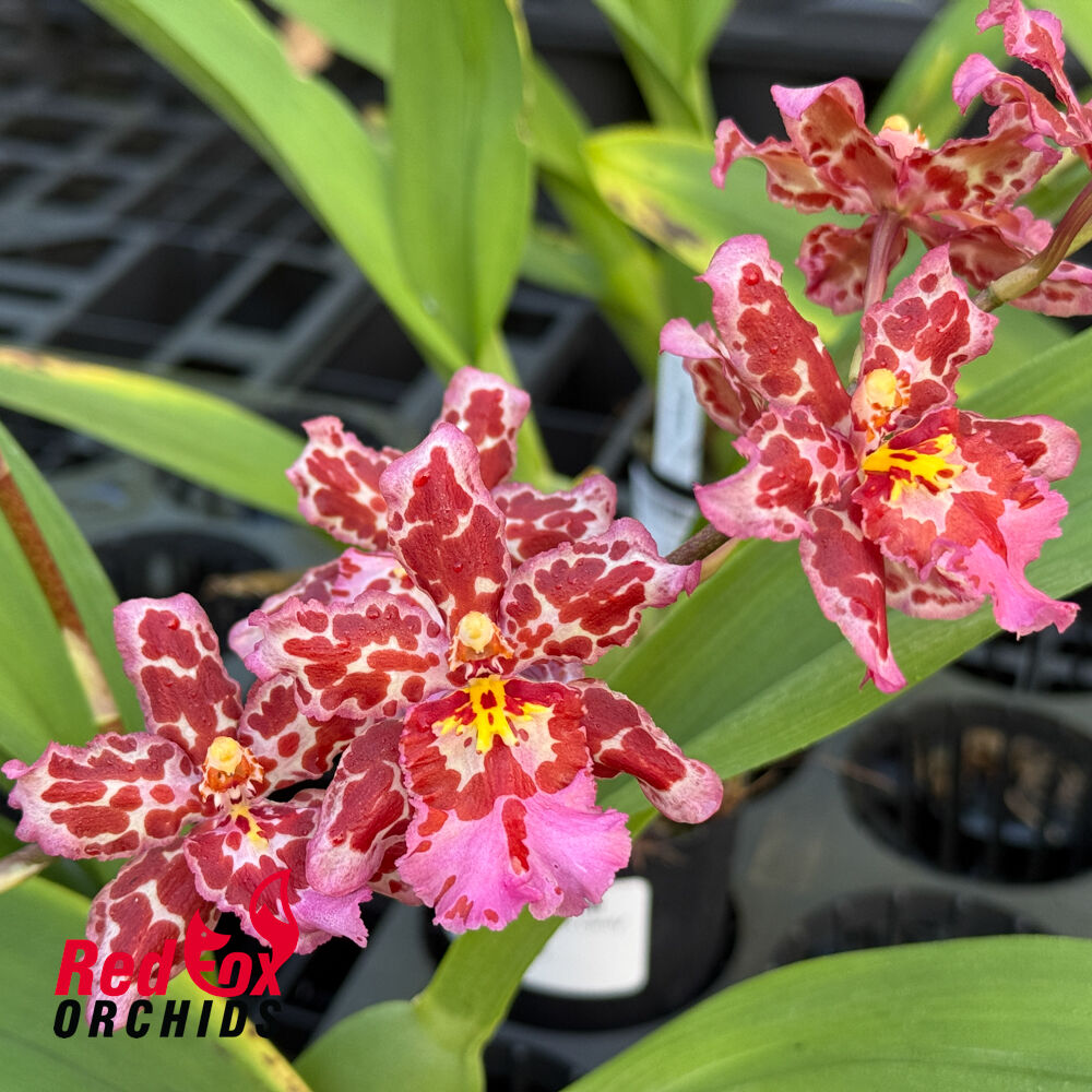 Wilsonara Pearberry 'Eye Candy'
