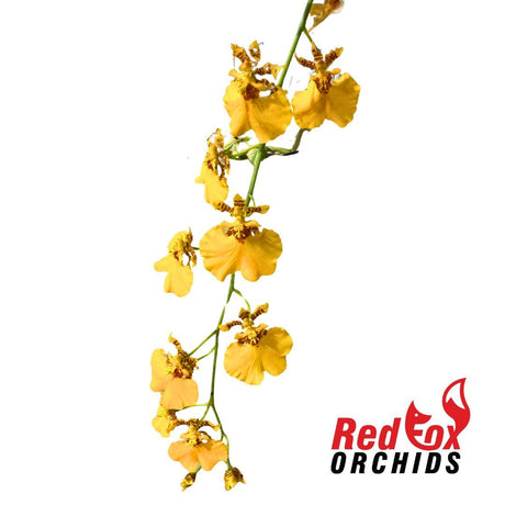 Oncidium Gower Ramsey 'Sunkist'