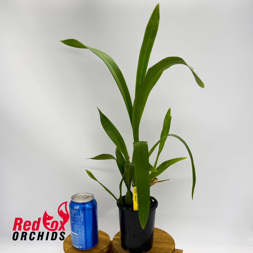 Oncidium Gower Ramsey 'Sunkist'