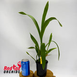 Oncidium Gower Ramsey 'Sunkist'