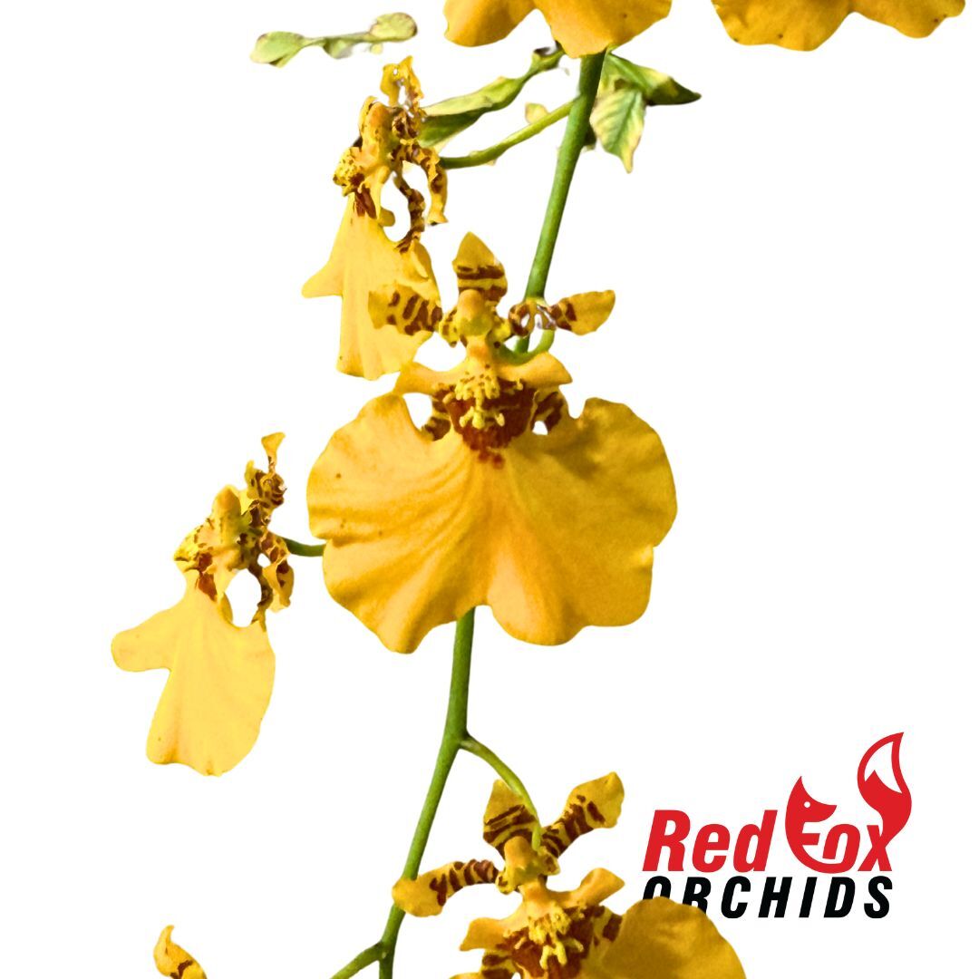 Oncidium Gower Ramsey 'Sunkist'