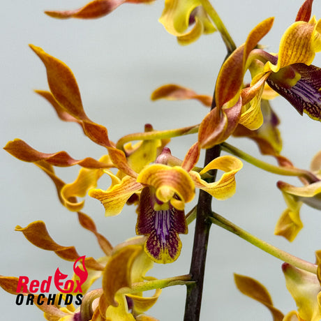 Dendrobium Jairak Helix var. Kanjana