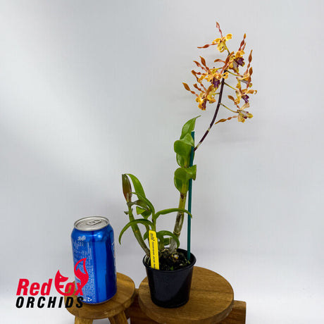 Dendrobium Jairak Helix var. Kanjana