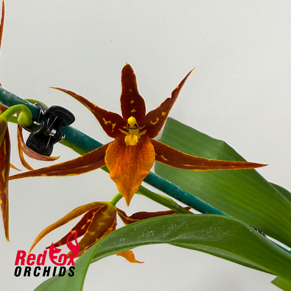 Brassada Tarantula 'Sweet Orange' – Red Fox Orchids