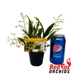 Oncidium Twinkle Chian-Tzy 'Miss Muffet'