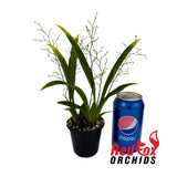 Oncidium Twinkle Chian-Tzy 'Oro'