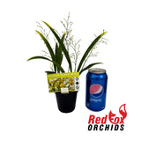 Oncidium Twinkle Chian-Tzy 'Oro'