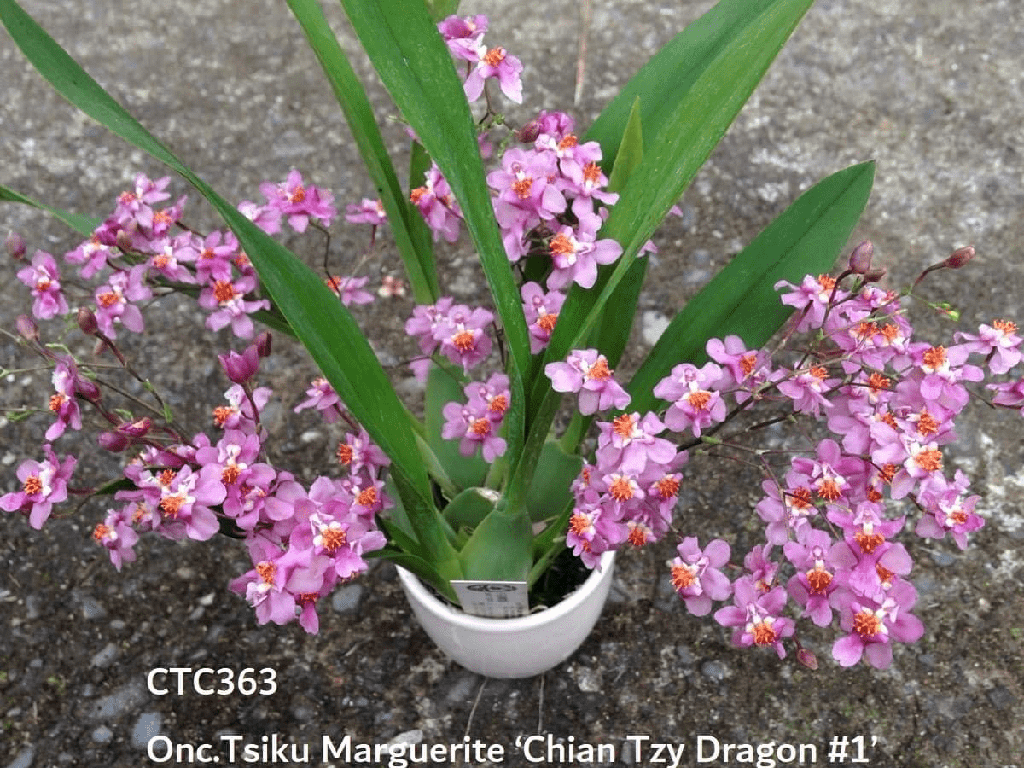 Oncidium Tsiku Marguerite Chian-Tzy 'Dragon No.1'