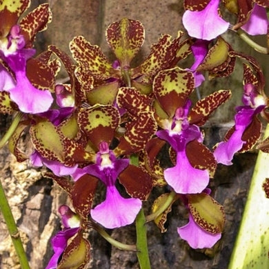 Oncidium lanceana