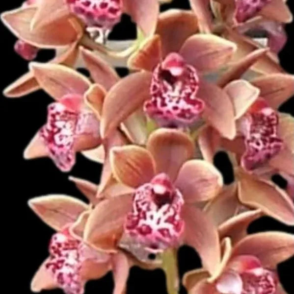 Cymbidium Kristianne 'Marie Kalimna'