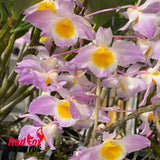 Dendrobium amabile hybrid